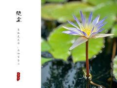 -上海辰山植物园