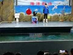 景点&nbsp;&nbsp;&nbsp;&nbsp;海狮表演-嘉兴海底世界