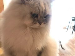 -猫友咖啡店(玉林西路店)