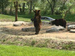 -北京野生动物园