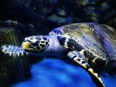 -太平洋海底世界