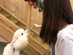 -藦茜花园宠物主题亲子互动体验馆(国顺东路店)