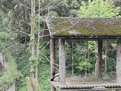 -中国大熊猫保护研究中心雅安碧峰峡基地