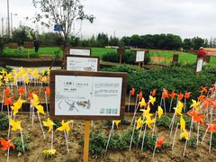 -田园东方蜜桃村的田野营地