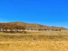 -塞罕坝国家级自然保护区