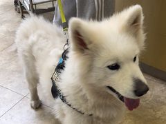 -美联众合动物医院·24h转诊中心