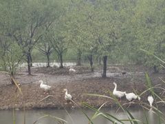 -佛手湖郊野公园