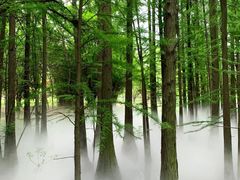 -东湖落雁景区