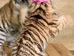 -大连森林动物园