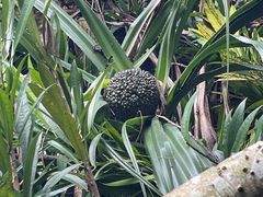 -东寨港红树林旅游区