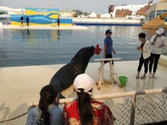 -秦皇岛乐岛海洋王国