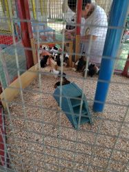 -萌宠亲子动物乐园(槐房万达店)