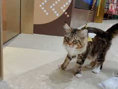 -COLOR PETS 撸猫馆·购猫·猫咖(长风大悦城店)