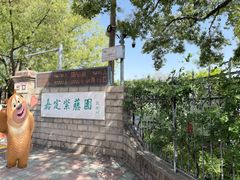 -嘉定紫藤园