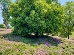 -白鹭湾湿地公园