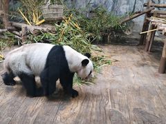 -深圳野生动物园