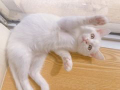 -Heymao猫咖.咖啡厅(东门店)