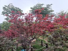 -广州市帽峰山景区