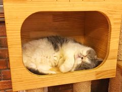 -more than meow吴止猫主题餐厅(承德 中船汇店)