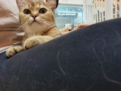-三花喵·撸猫购宠·宠物生活馆(虹桥南丰城店)