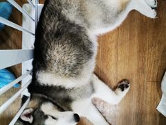 -Husky Go! 哈士奇体验馆·宠物咖啡厅狗咖
