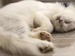 -飞行喵MR PILOT|猫舍·猫咖(静安大融城店)