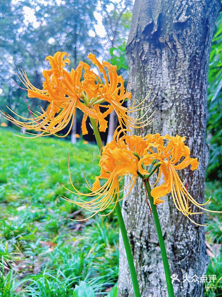 成都洞子口偶遇黄色彼岸花趁花期赶紧来