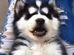 -伟伟宠物医院·CT影像中心·瑞派犬猫综合性门诊(汉口总院)