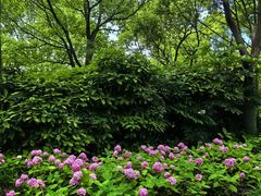 -上海吴淞炮台湾国家湿地公园