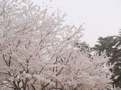 -武汉大学-樱园
