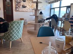 -猫小主咖啡·猫咖cat cafe(福田店)