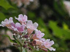 -北京植物园-展览温室