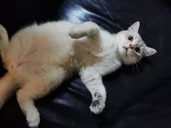 -东方名猫馆·英短金渐层布偶猫舍(环线广场1号楼店)