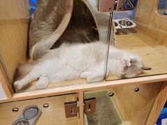 -屋虎猫馆(宝安大仟里店)