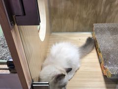 -屋虎猫馆(宝安大仟里店)
