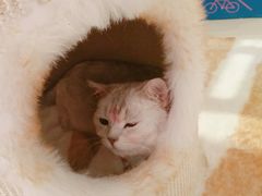 -藏猫猫咖啡主题馆(中央大道店)