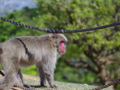 -岚山猴子公园