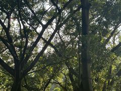 -莲花山公园