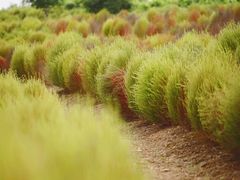 -杭州湾海上花田景区