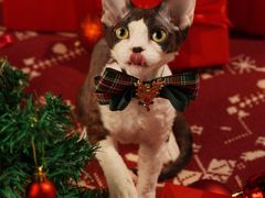 -70cat德文卷毛猫·缅因猫纯种猫舍