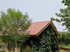 -大兴滨河森林公园