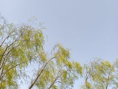 -朝阳公园