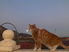 -北京梨园老狗市猫市大型交易市场
