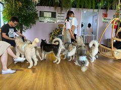-Husky Go! 哈士奇体验馆·宠物咖啡厅狗咖