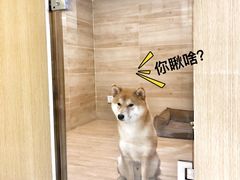 -Double Rui宠物酒店