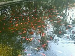 -成都大熊猫繁育研究基地