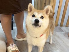 -柴迷FANS CLUB·柴犬狗咖·猫咖