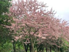 -东莞植物园
