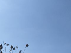 -南湖湿地公园
