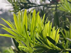 -南山植物园